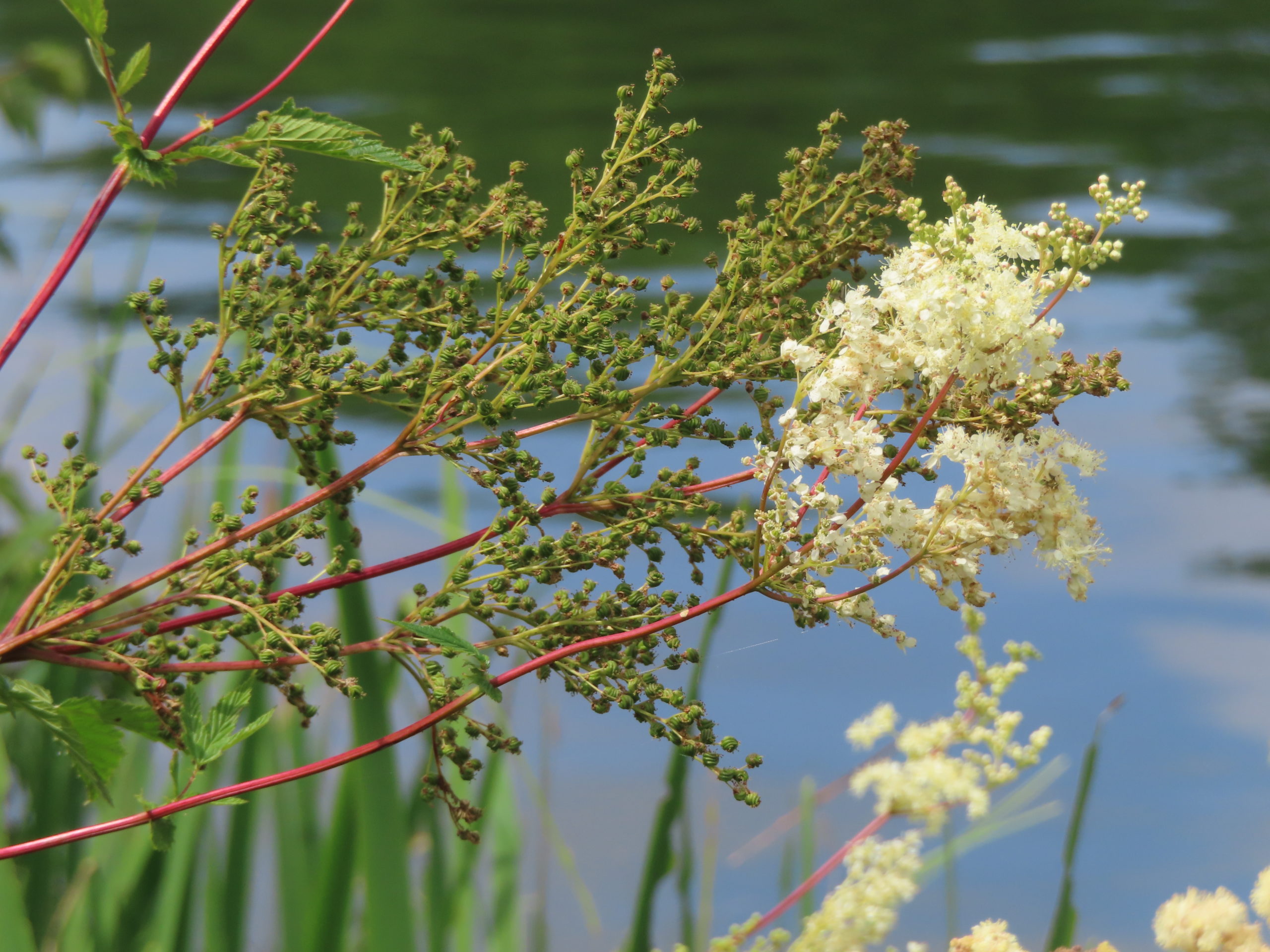 Mädesüss, Filipendula ulmaria